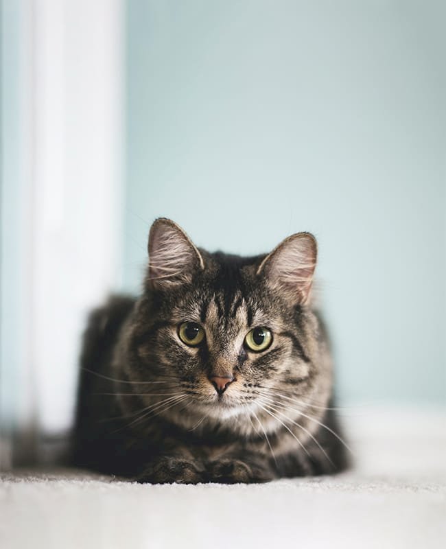 Cat lying down and starring at camera