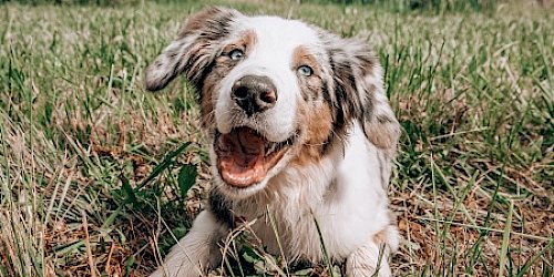 Playful dog lying on grass