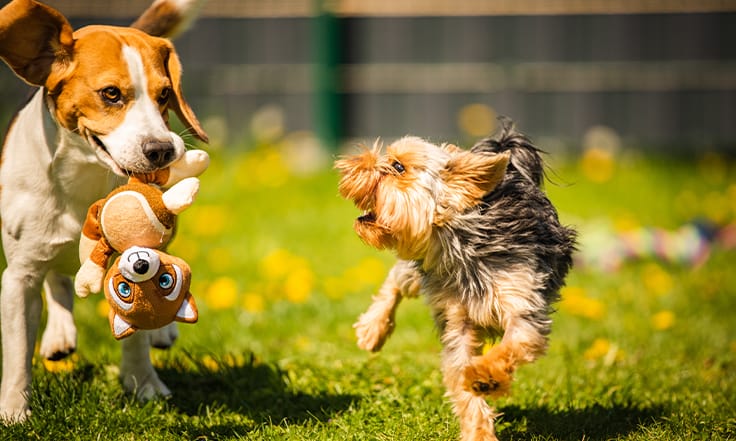 Dogs playing at pet boarding facility in Southlake, TX