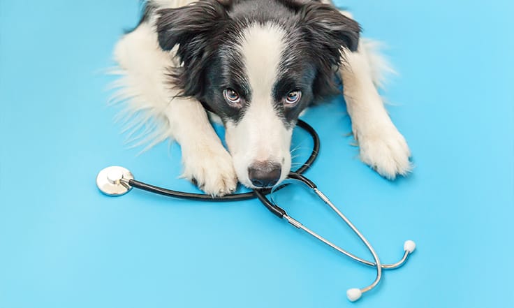 Dog lying on stethoscope